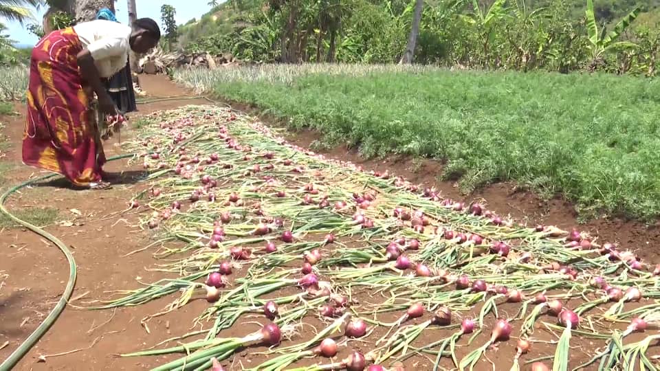 image 8 tonnes d’oignons récoltés cette année dans les Crde de Mledjelé et Djando