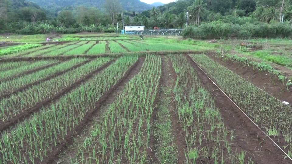 image A Ndrondroni, une coopérative veut produire 7500 kg d'oignons