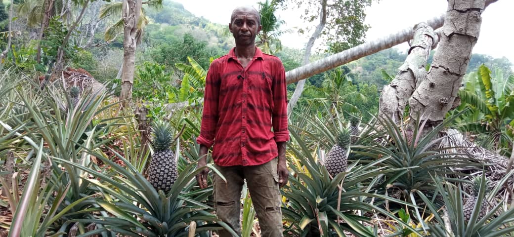 image Fatihoudine, un militant CRC abandonne la politique pour la culture d’ananas