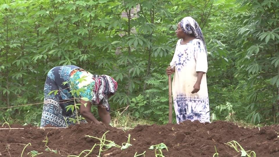 image Les femmes de Mohéli s'activent dans l'agriculture