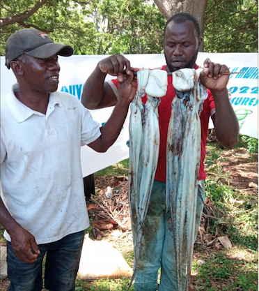 image Plus de 2 tonnes de poulpe pêchées à Sambia