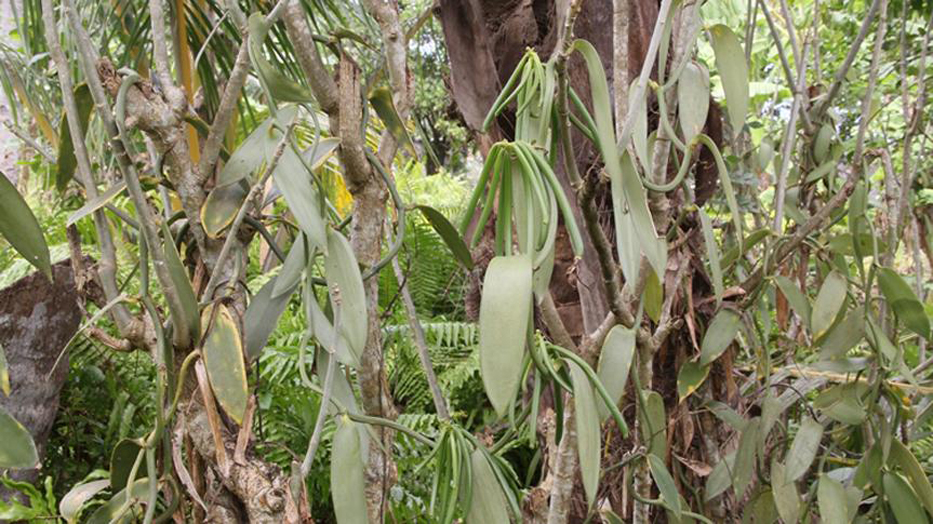 image La vanille comorienne impactée par trois maladies