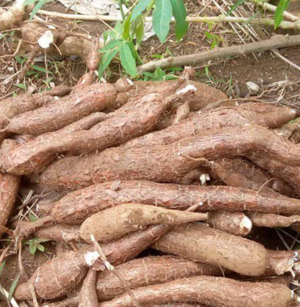 image Le manioc est introuvable à Anjouan