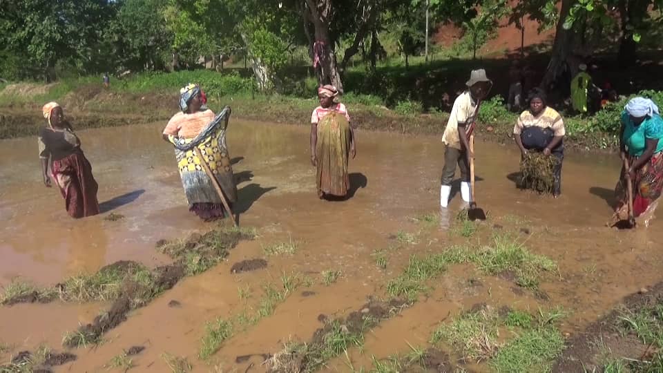 image Flera-djema a enfin repris ses activités de riziculture à Ndrondroni