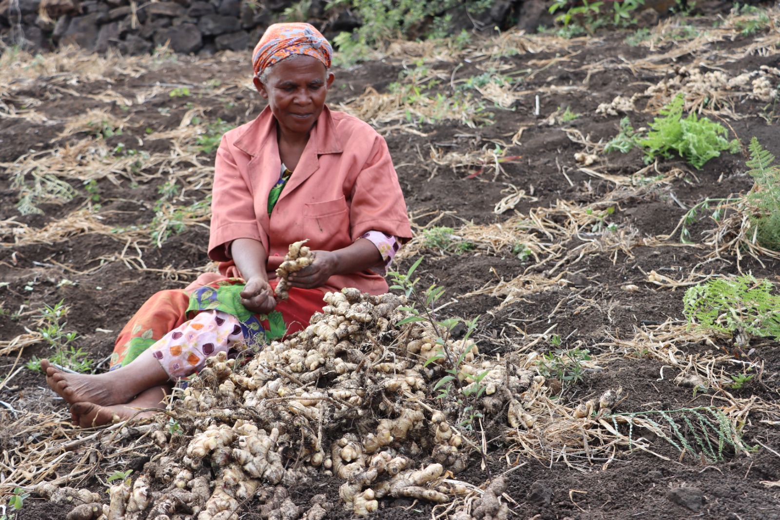 Journée de la femme Rurale : Hadidja, une agricultrice ambitieuse
