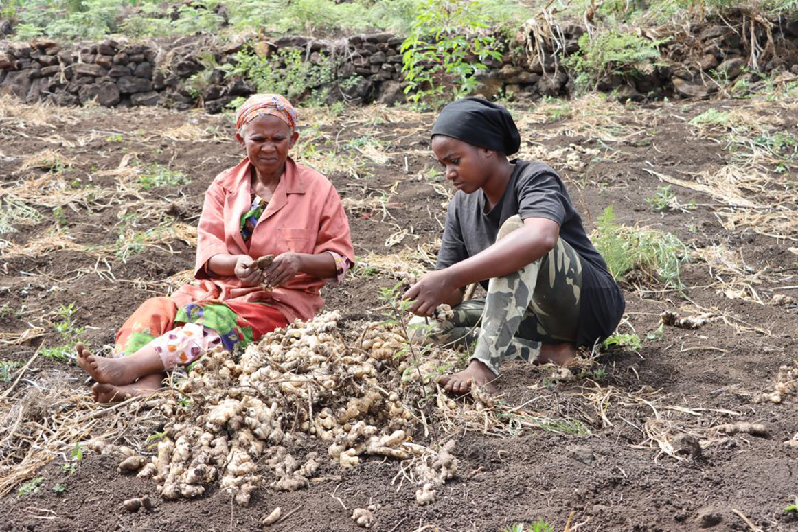 image Agriculture:  Plus de 100 tonnes de gingembre récoltées