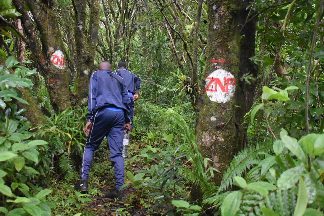 image Forêts de Mohéli en danger : Une riposte coordonnée s’organise