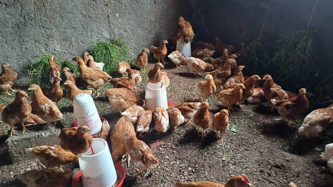 image Aviculture à Mwali :  « Le ramadan sera riche en poulet »