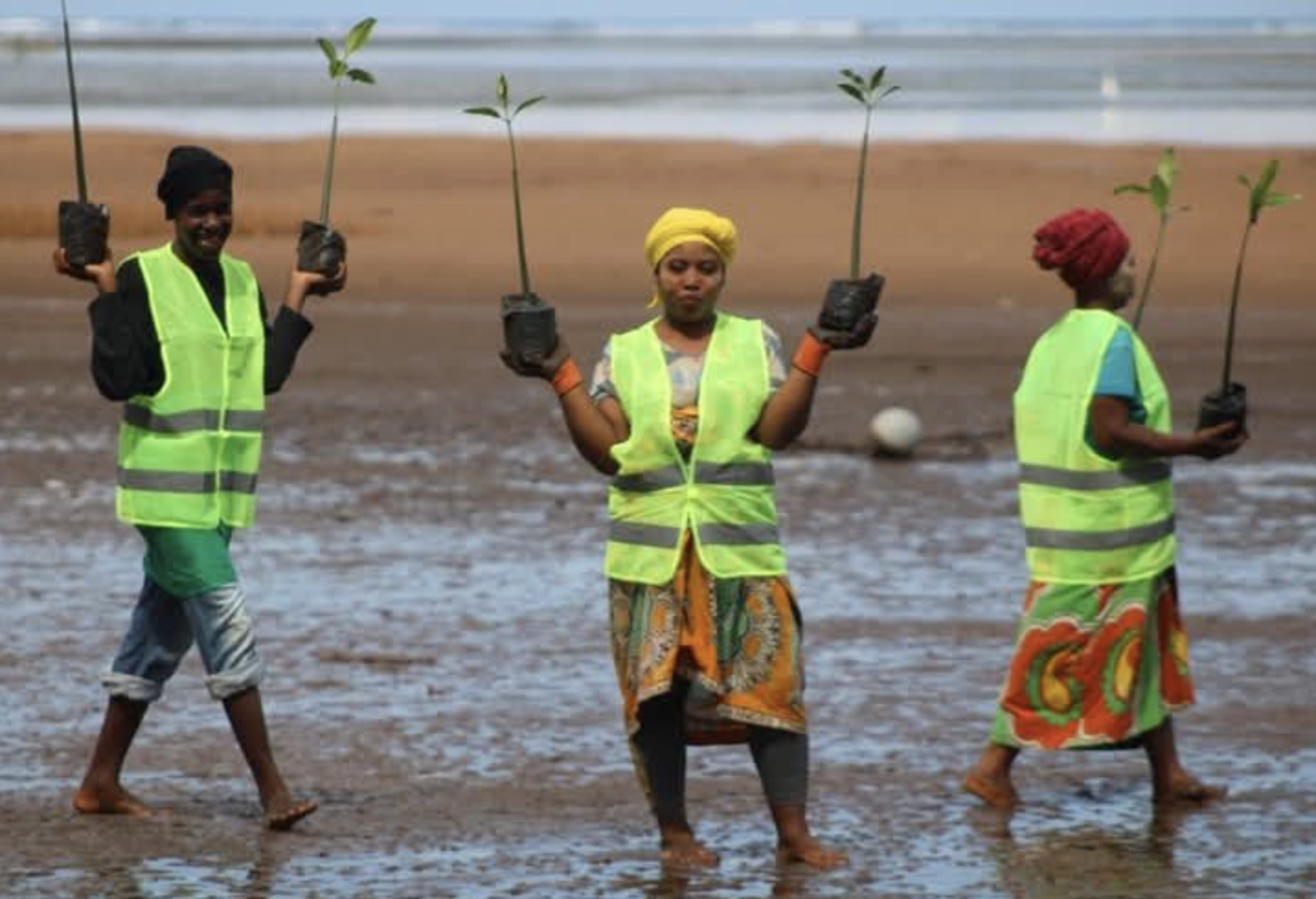 image Environnement :  À Milembeni, les femmes font renaître les mangroves