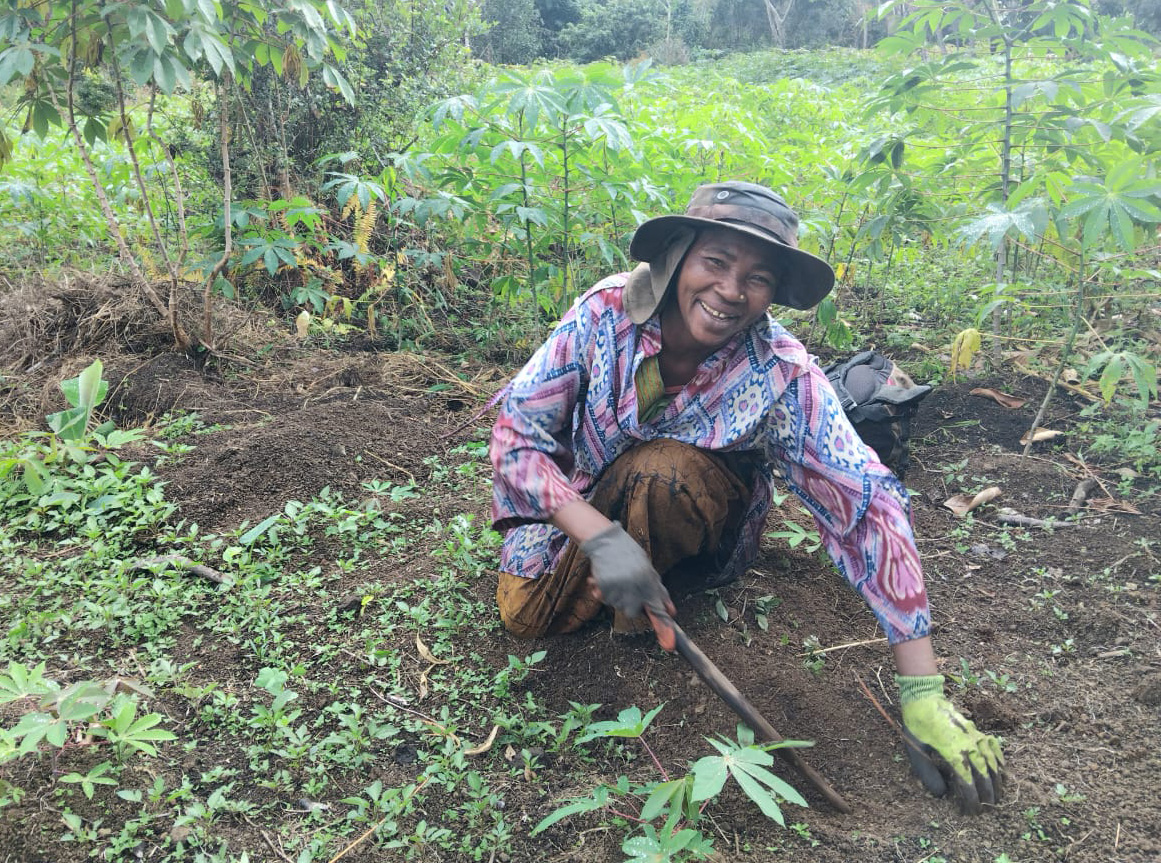Agriculture :  Riama Boina : « Le manioc, c'est notre épargne »