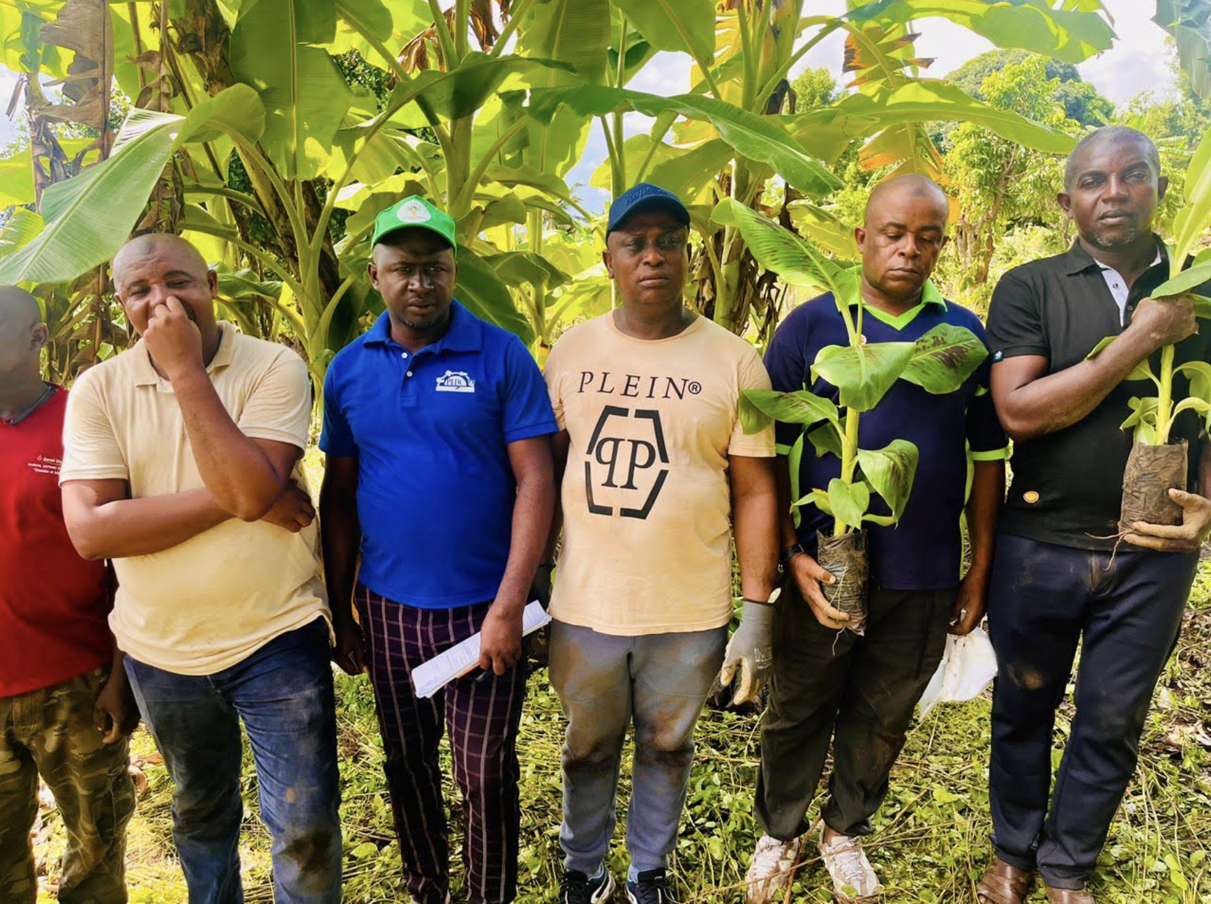 image Production de bananiers à Mohéli :  Un coup d’accélérateur à la production de bananiers