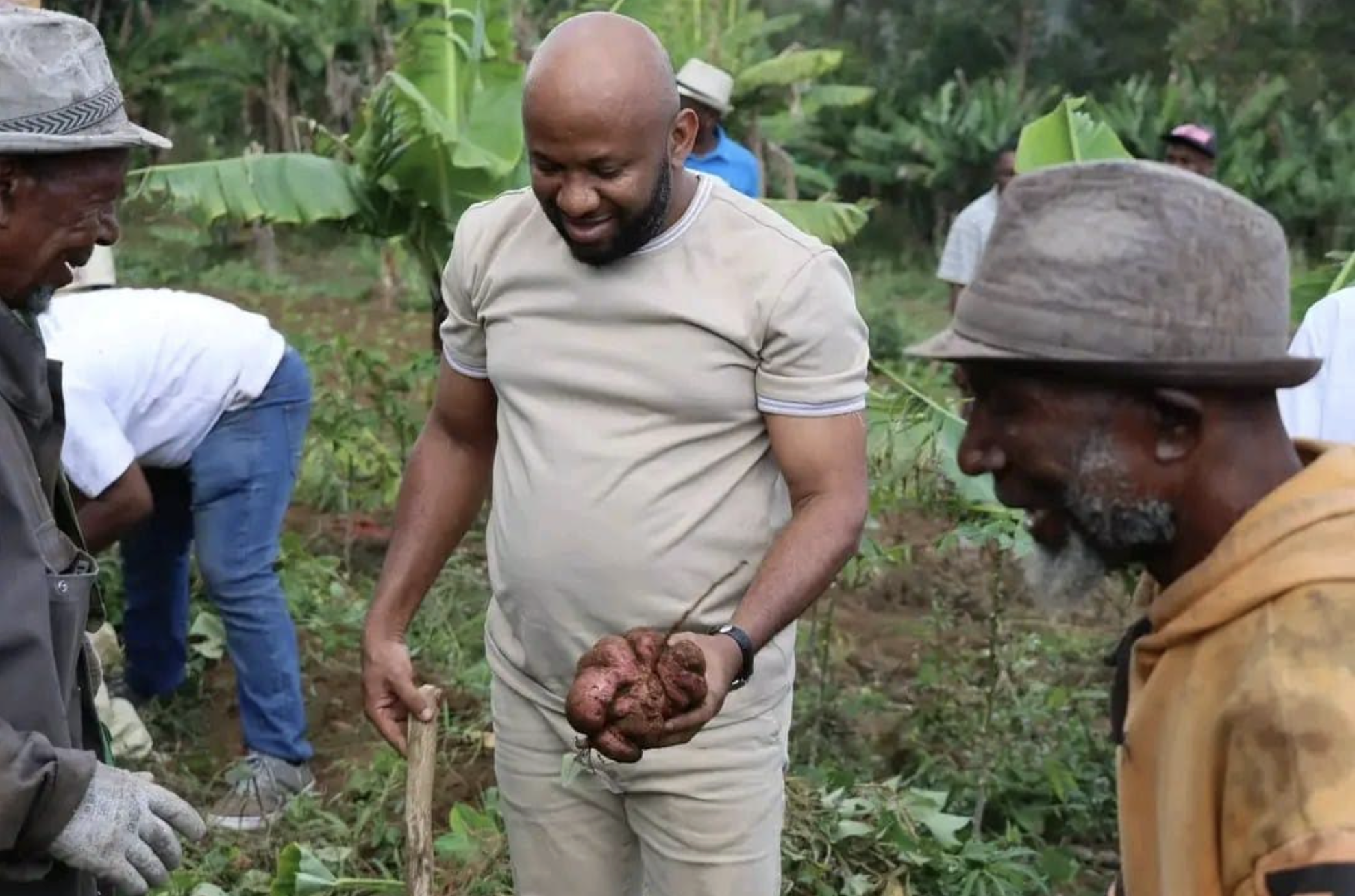 image Agriculture : 440 kg de patates douces récoltés en trois mois