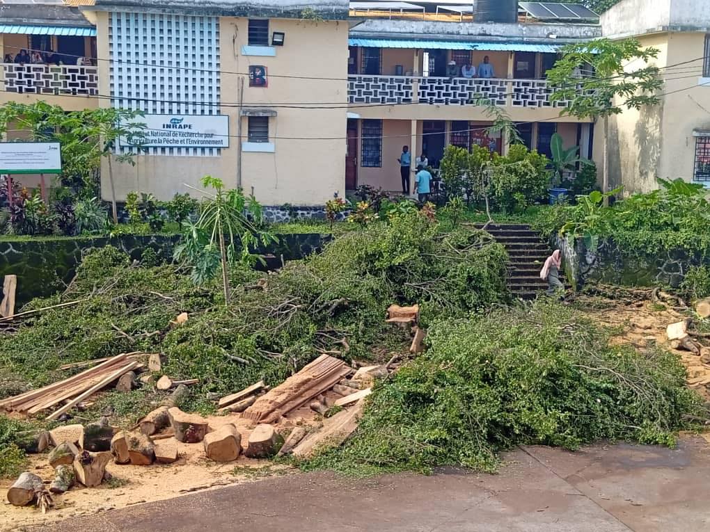image Environnement : Abattage d’arbres au ministère de l’agriculture
