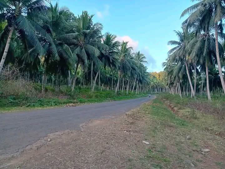 Agriculture :  Ndrondroni tente de sauver sa cocoteraie