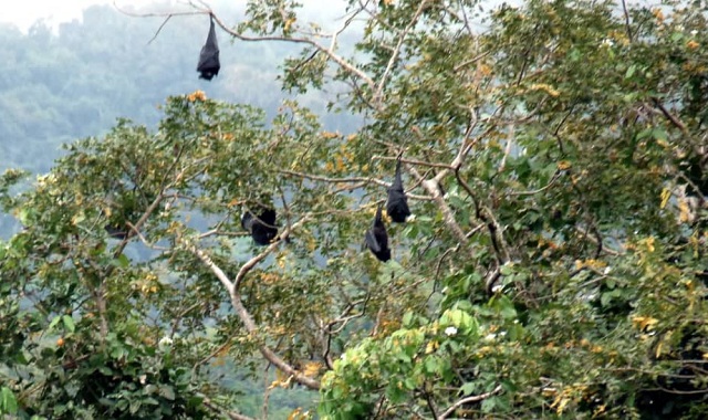 image Environnement: Les roussettes de Livingstone, une espèce en danger critique d’extinction