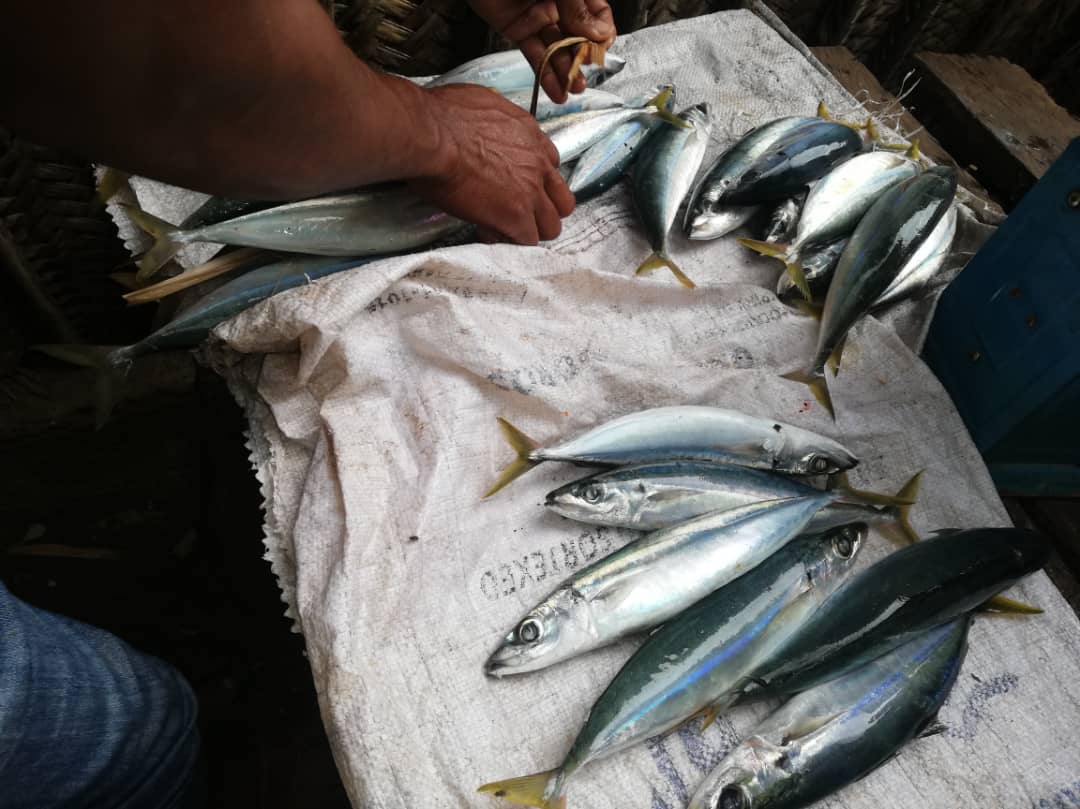 image Les poissons coralliens se font rares à Mohéli et les maquereaux ont la cote