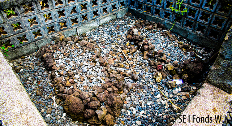 image Mémoire / Masimu, Mtsala et Patiara