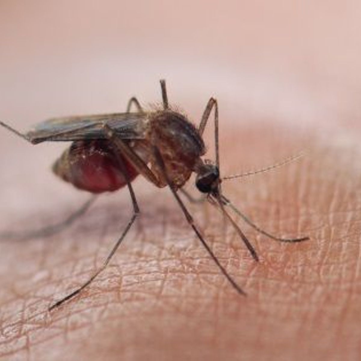 image Lutte contre le Paludisme :  Ngazidja a enregistré 1941 cas de paludisme entre janvier et avril