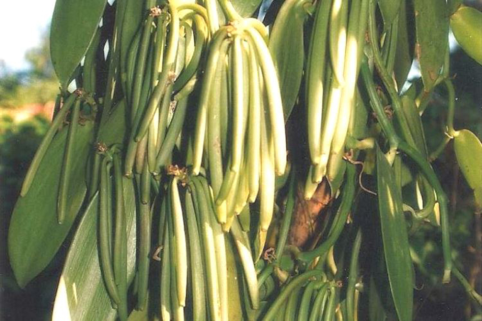 image Quel sera le prix du kilogramme de vanille verte ?