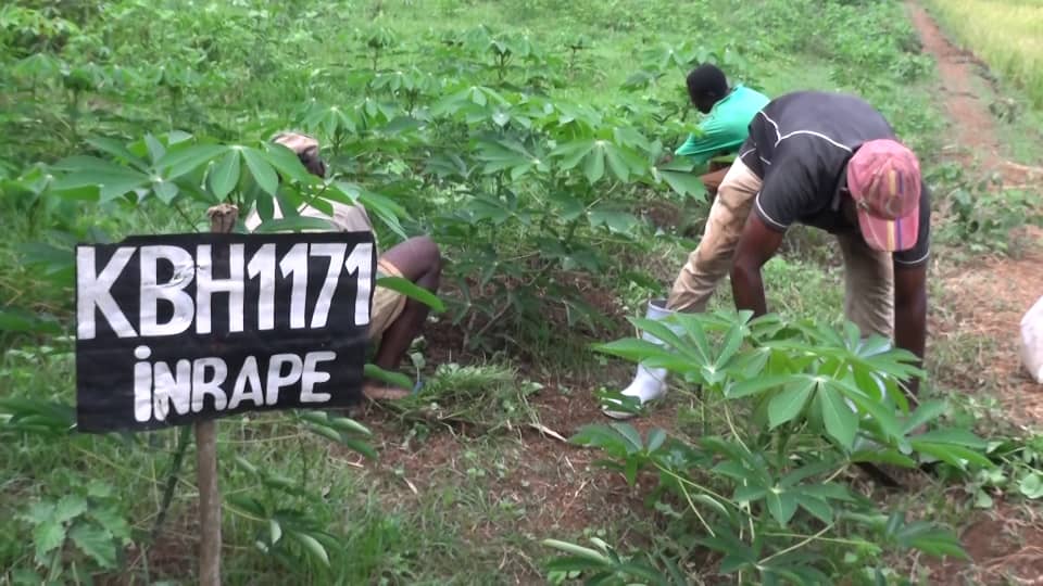 image L'INRAPE a fourni des variétés de manioc à Ndrondroni